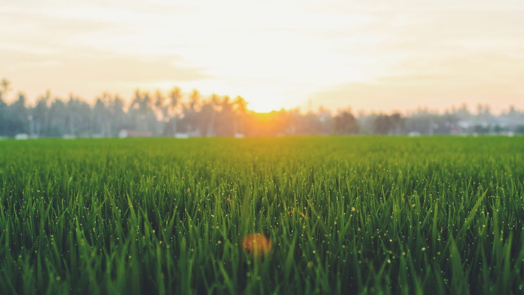 3 Tips On What You Should Not Do With Your Lawn With This Heat And Lack Of Rain And What You Should Be Doing