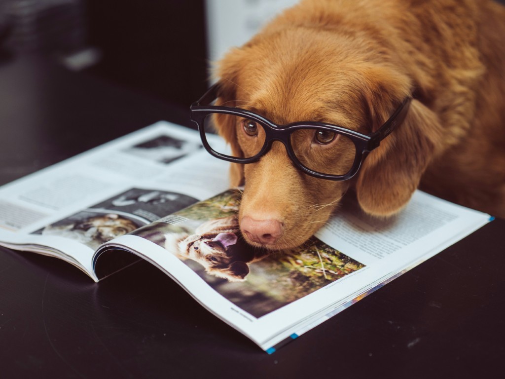 How to Make Moving into a New Home Easier on Your Pets.